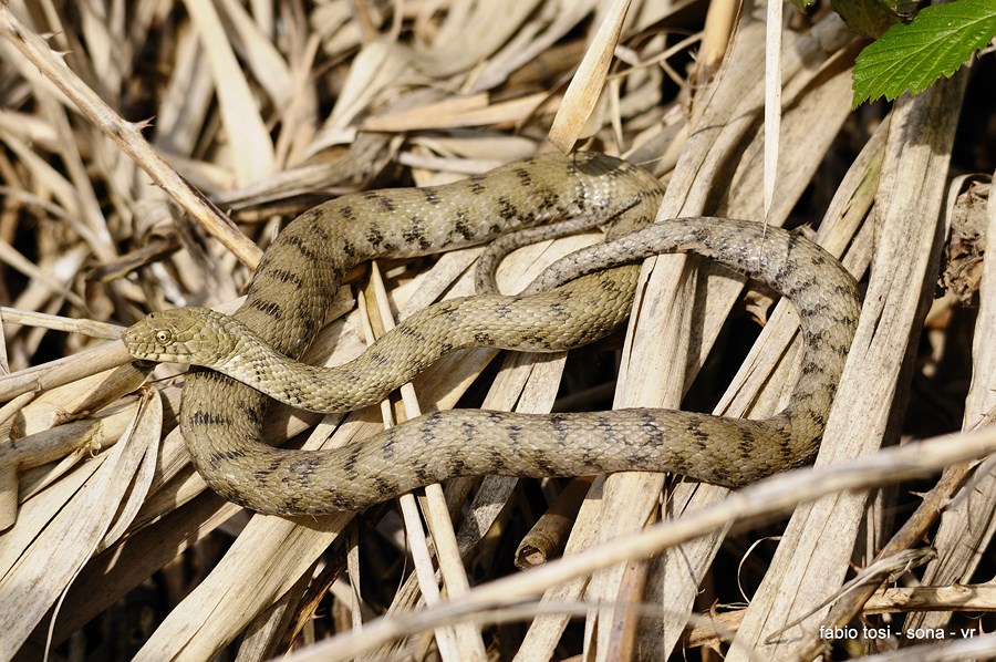 Natrix tessellata